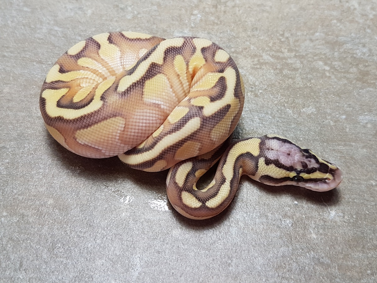 Enchi Lesser Orange Dream Pastel