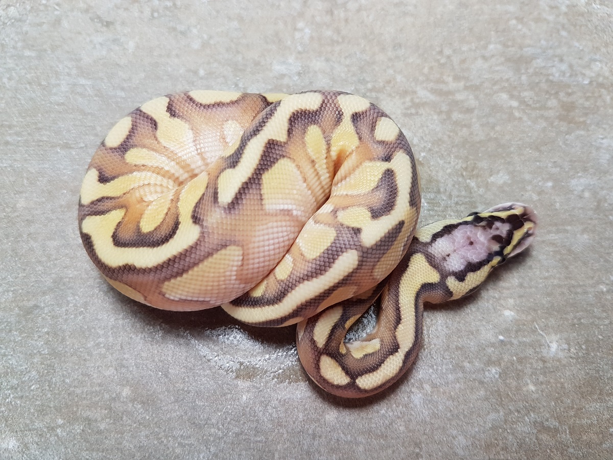 Enchi Lesser Orange Dream Pastel