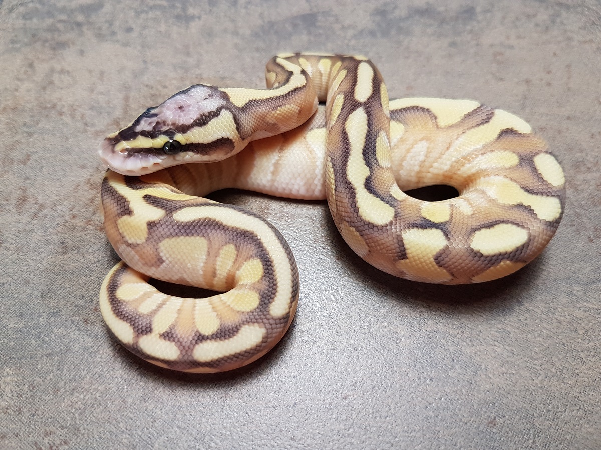 Enchi Lesser Orange Dream Pastel