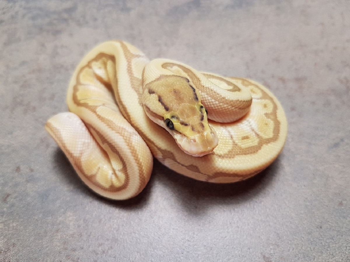 Enchi Lesser Orange Dream Pinstripe