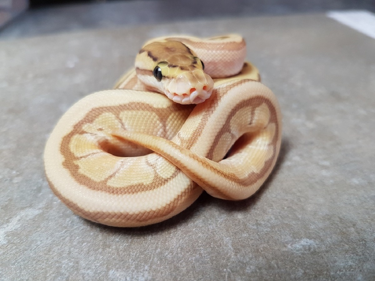 Enchi Lesser Orange Dream Pinstripe