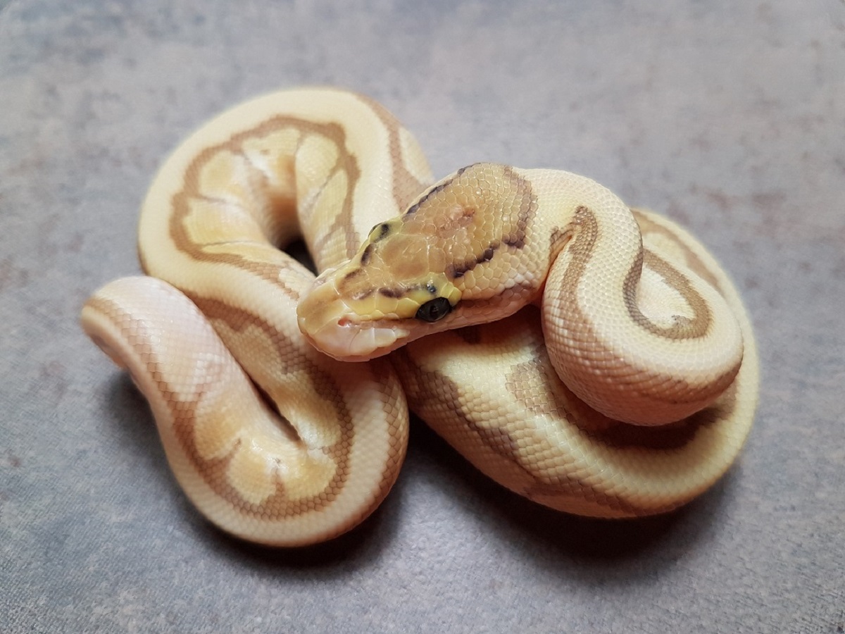 Enchi Lesser Orange Dream Pinstripe