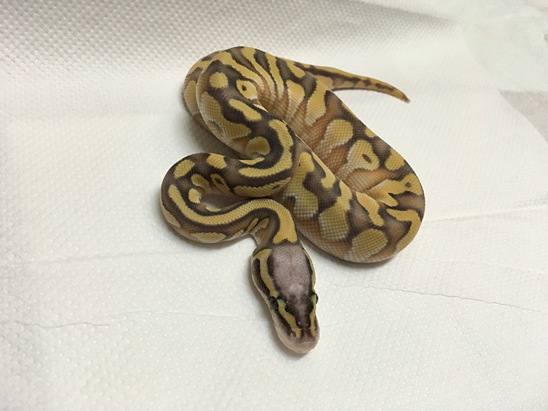 Enchi Lesser Orange Dream Super Pastel