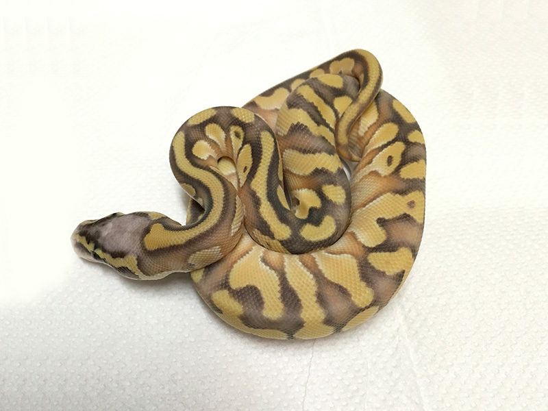 Enchi Lesser Orange Dream Super Pastel