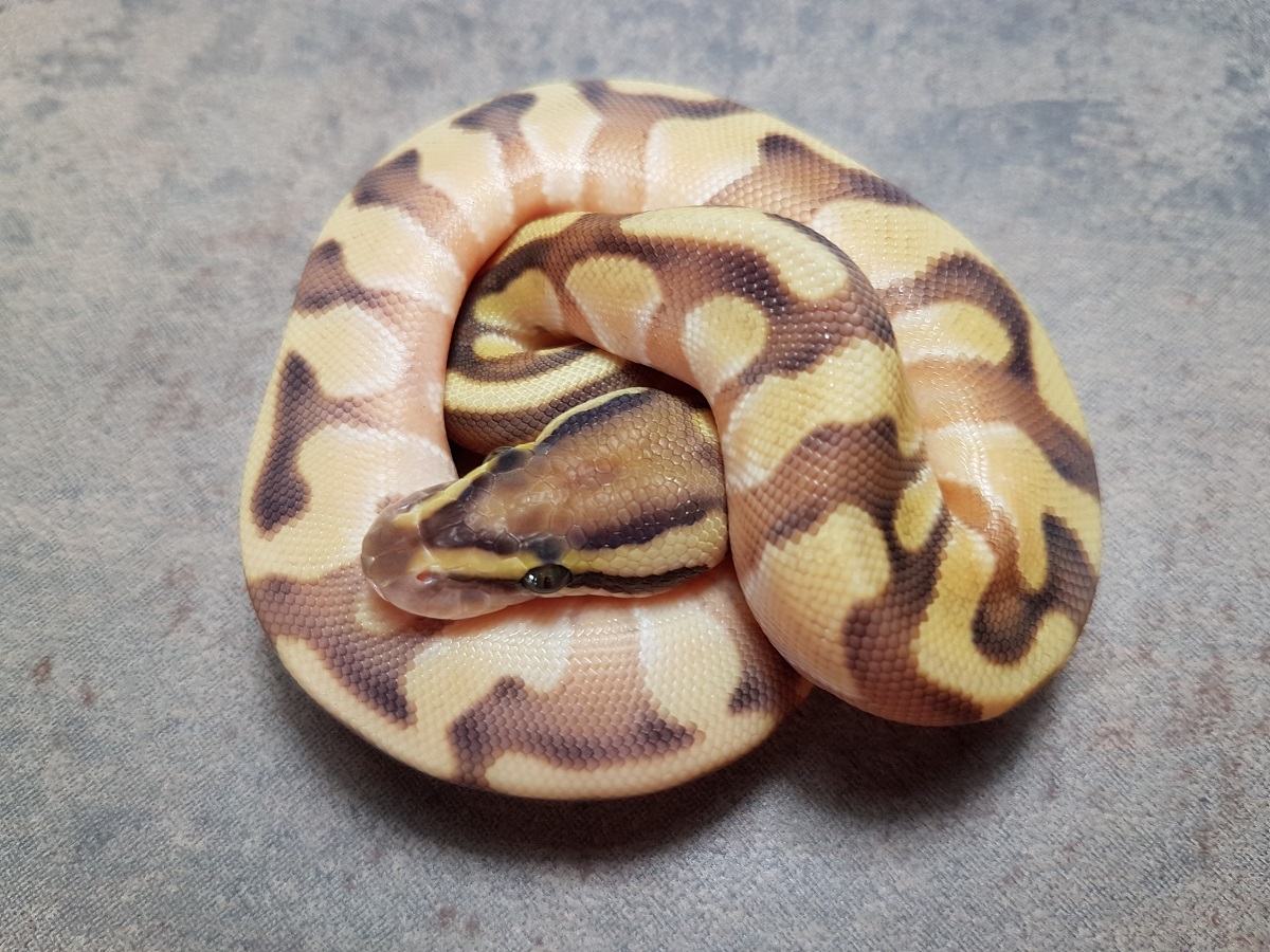 Enchi Lesser Orange Dream