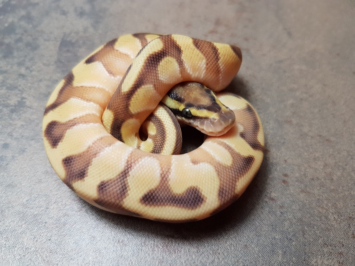 Enchi Lesser Orange Dream