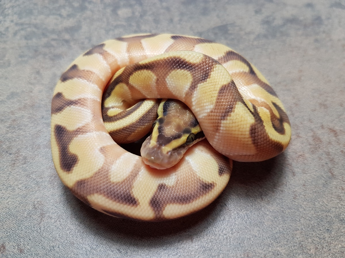 Enchi Lesser Orange Dream