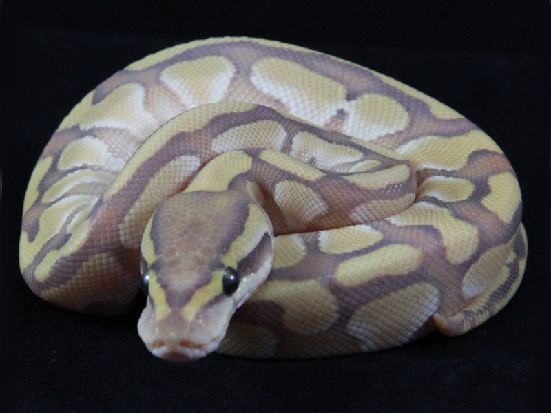 Enchi Lesser Orange Ghost