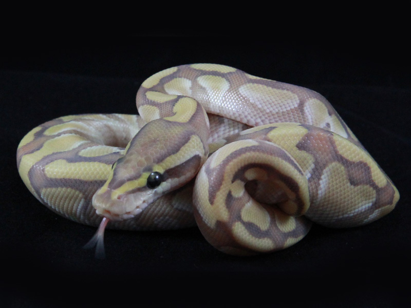 Enchi Lesser Orange Ghost