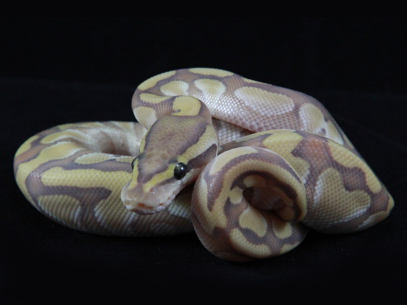 Enchi Lesser Orange Ghost