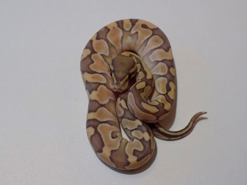 Enchi Lesser Orange Ghost