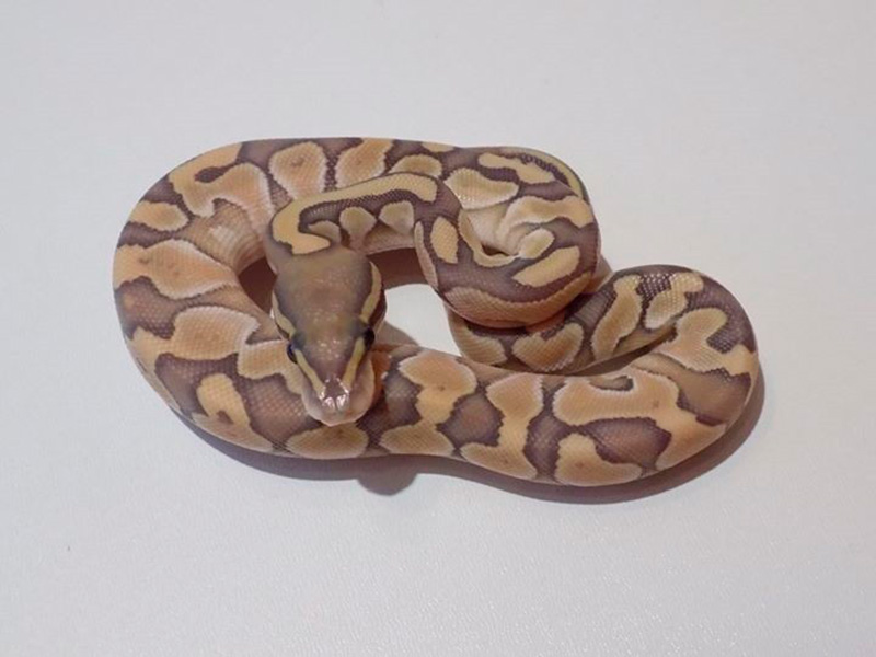 Enchi Lesser Orange Ghost