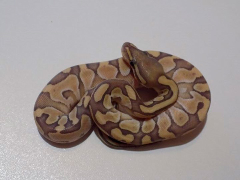 Enchi Lesser Orange Ghost