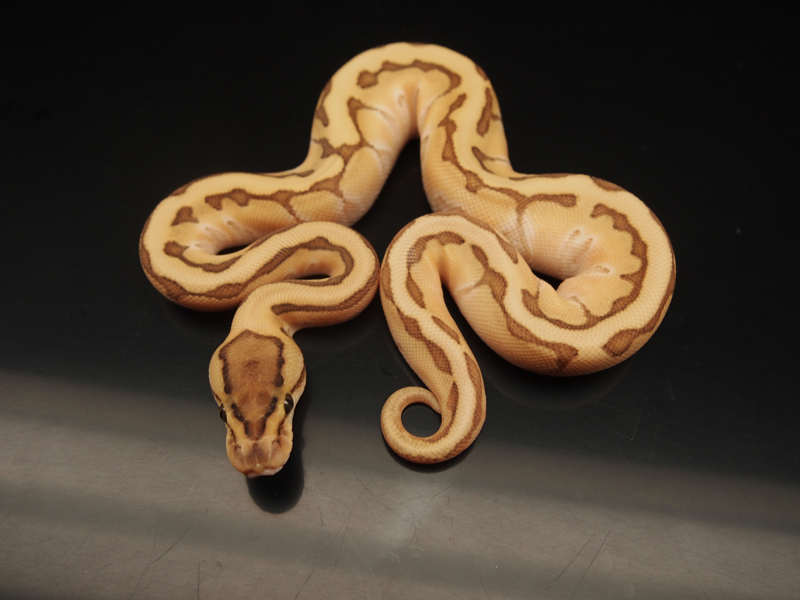 Enchi Lesser Pastel Pinstripe