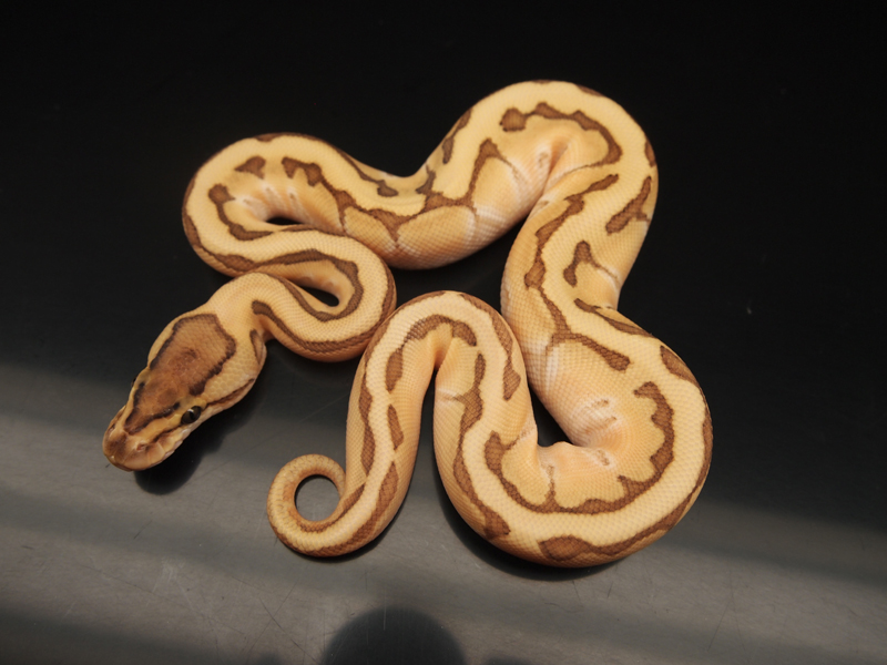 Enchi Lesser Pastel Pinstripe