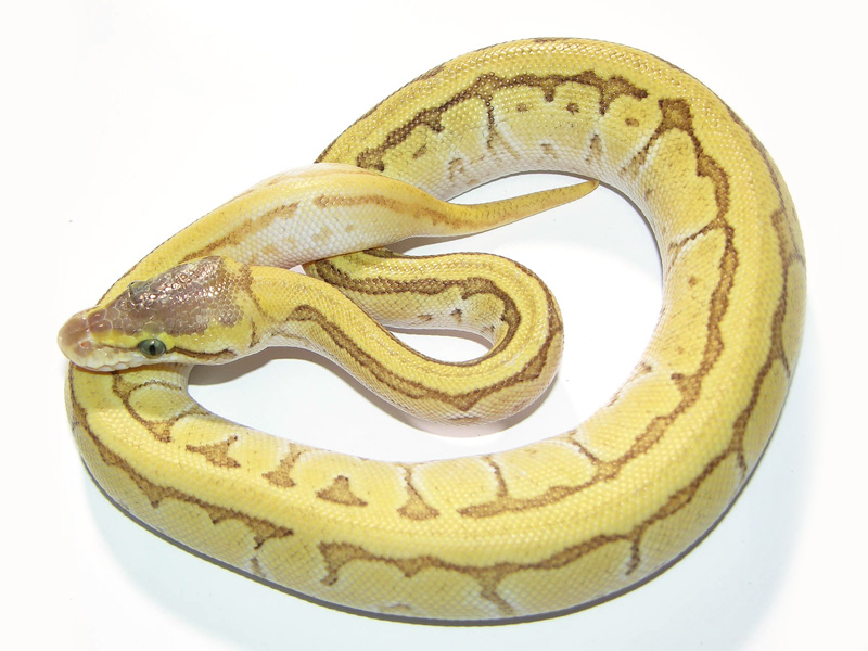 Enchi Lesser Pastel Pinstripe