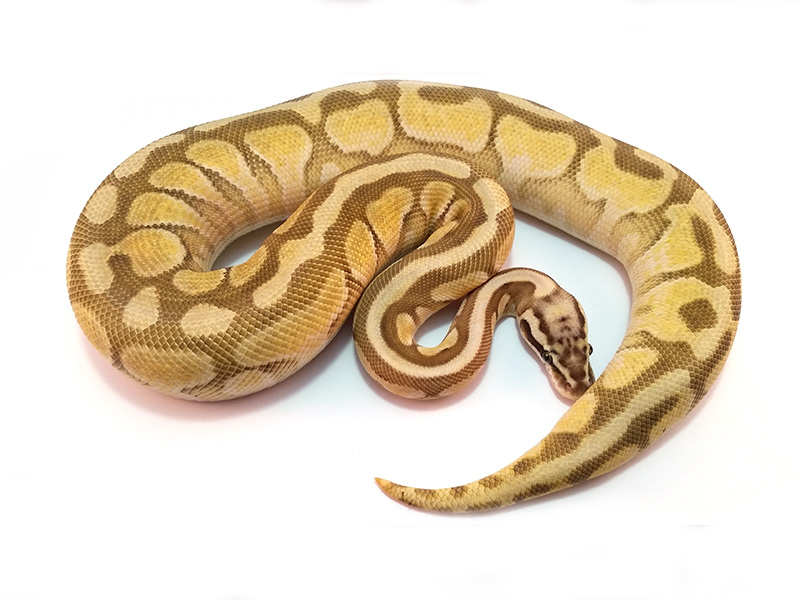 Enchi Lesser Pastel Spotnose