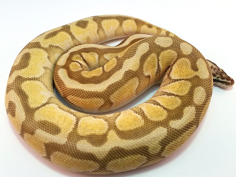 Enchi Lesser Pastel Spotnose