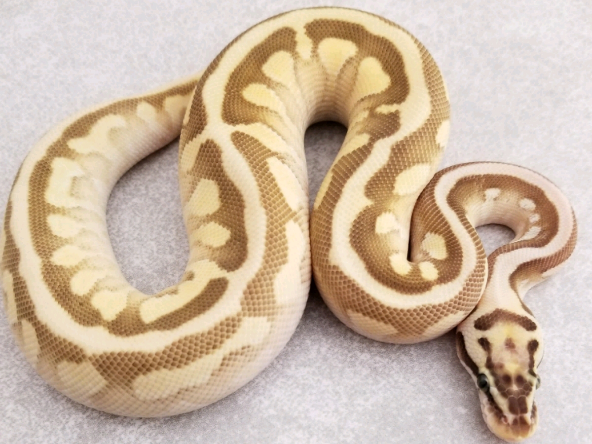 Enchi Lesser Pastel Spotnose