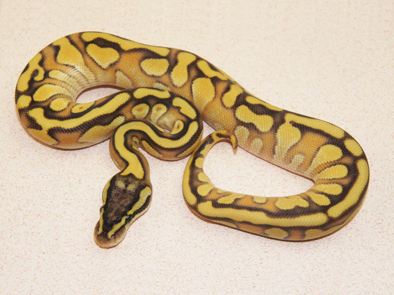 Enchi Lesser Pastel Yellow Belly