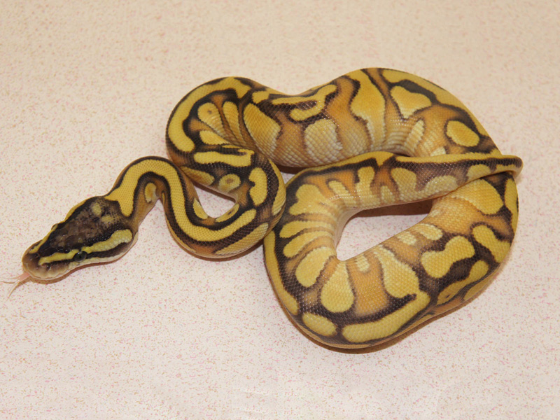 Enchi Lesser Pastel Yellow Belly