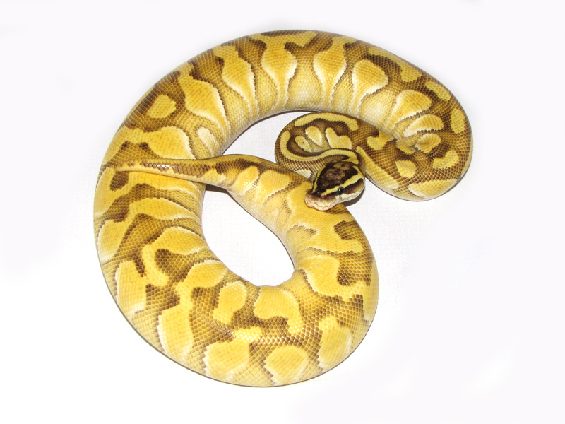 Enchi Lesser Pastel Yellow Belly