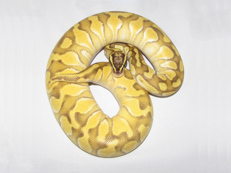 Enchi Lesser Pastel Yellow Belly