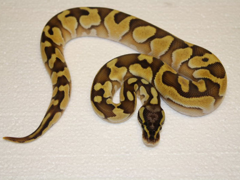 Enchi Lesser Pastel