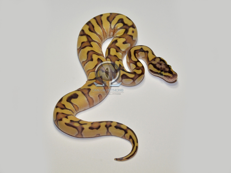 Enchi Lesser Pastel