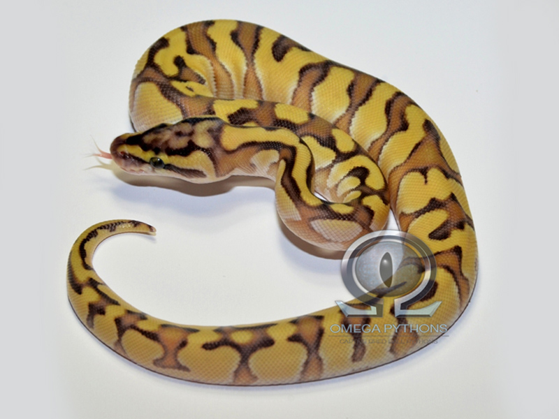 Enchi Lesser Pastel