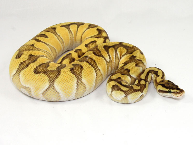 Enchi Lesser Pastel