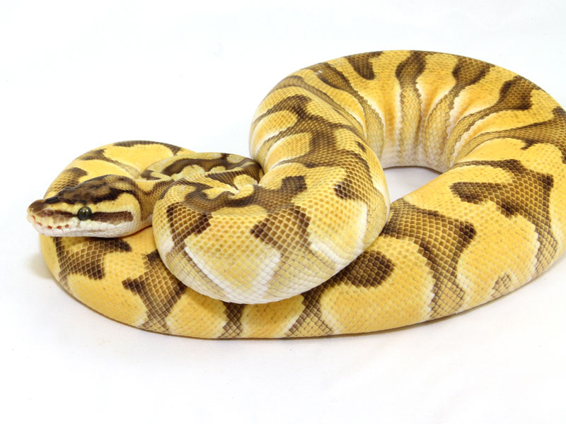 Enchi Lesser Pastel