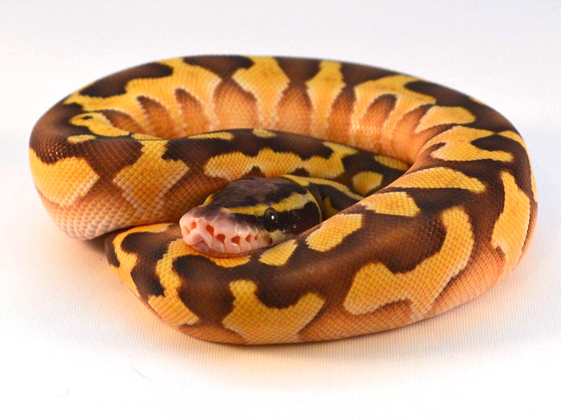 Enchi Lesser Pastel