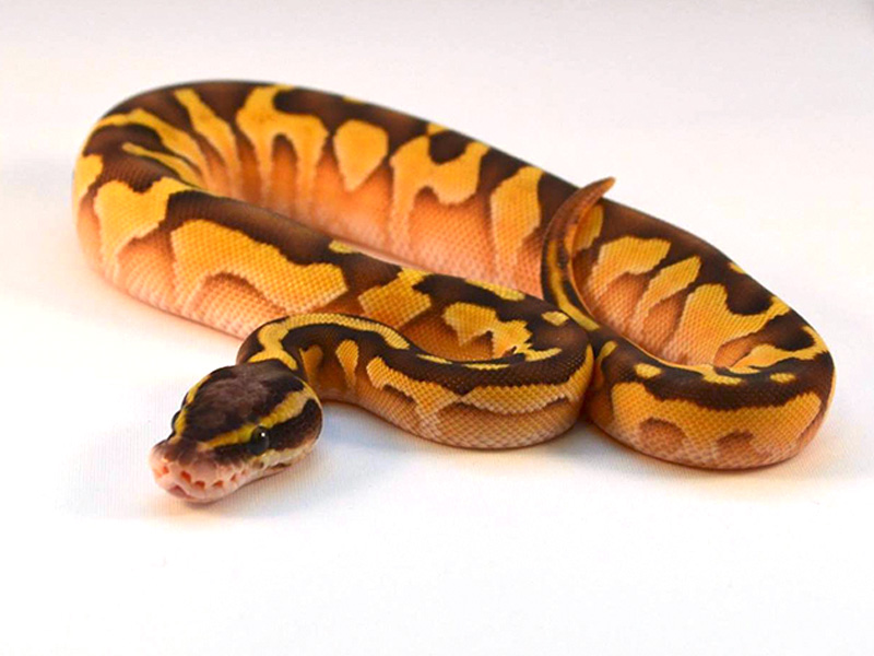 Enchi Lesser Pastel