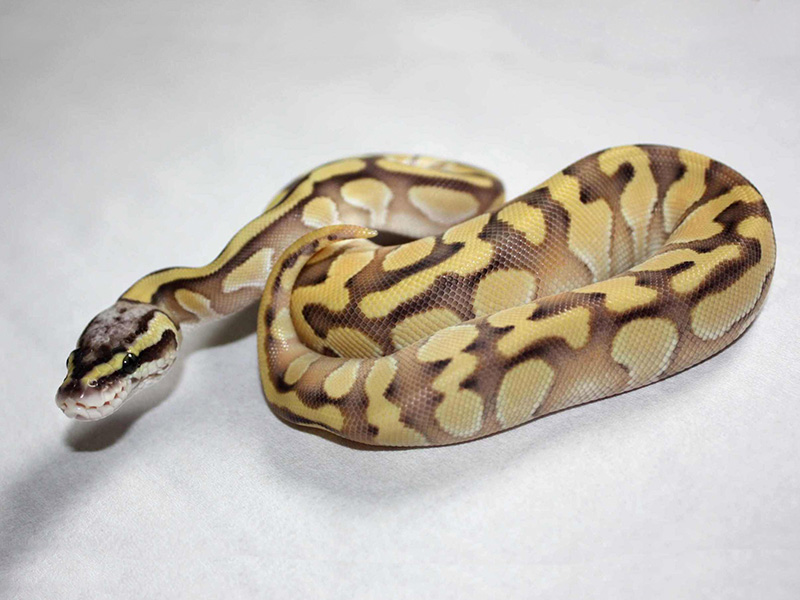 Enchi Lesser Pastel