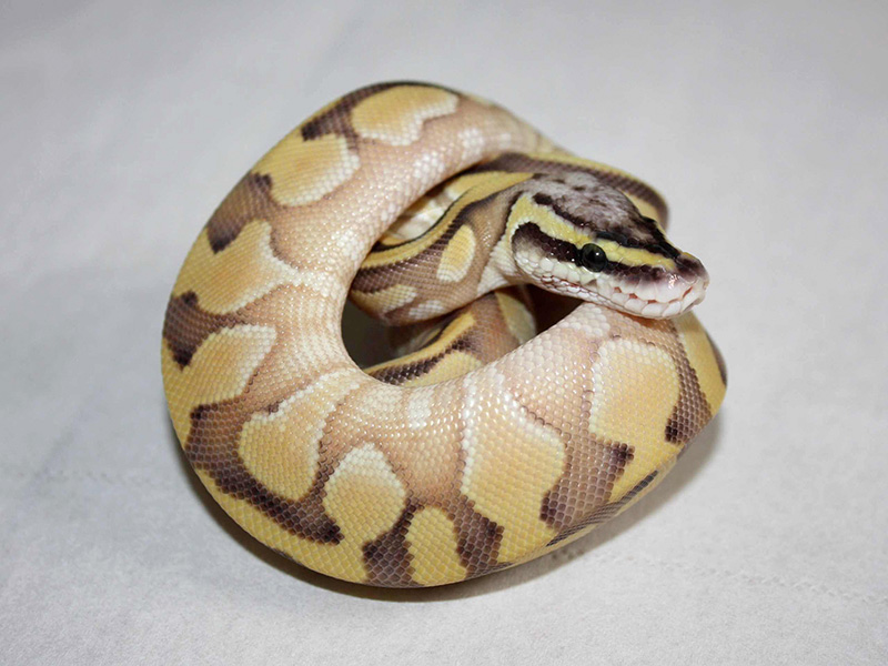 Enchi Lesser Pastel