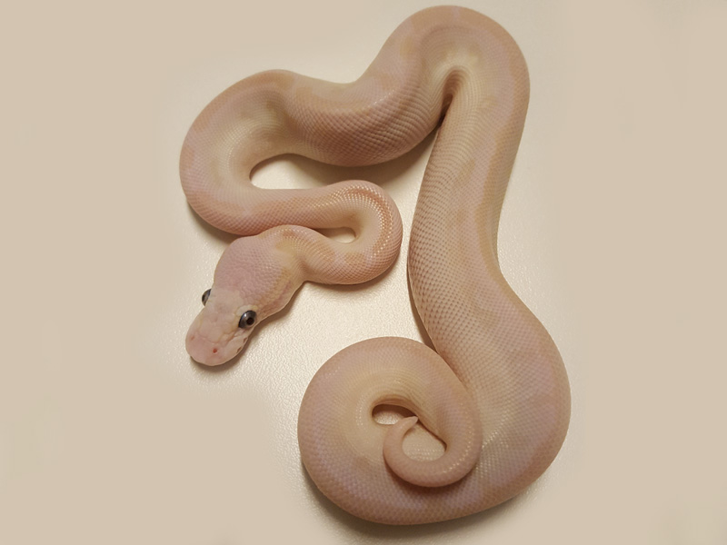 Enchi Lesser Phantom