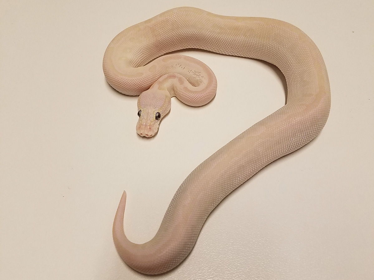 Enchi Lesser Phantom