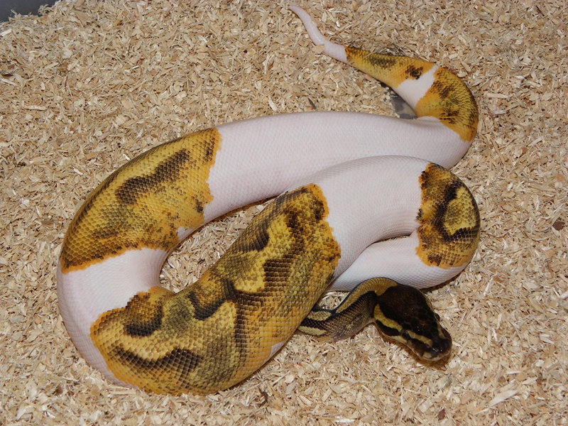 Enchi Lesser Pied