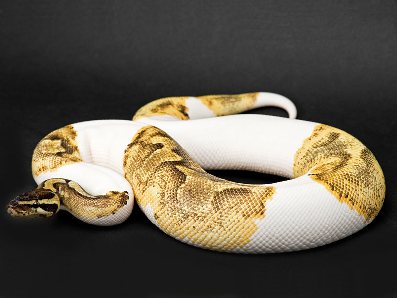 Enchi Lesser Pied