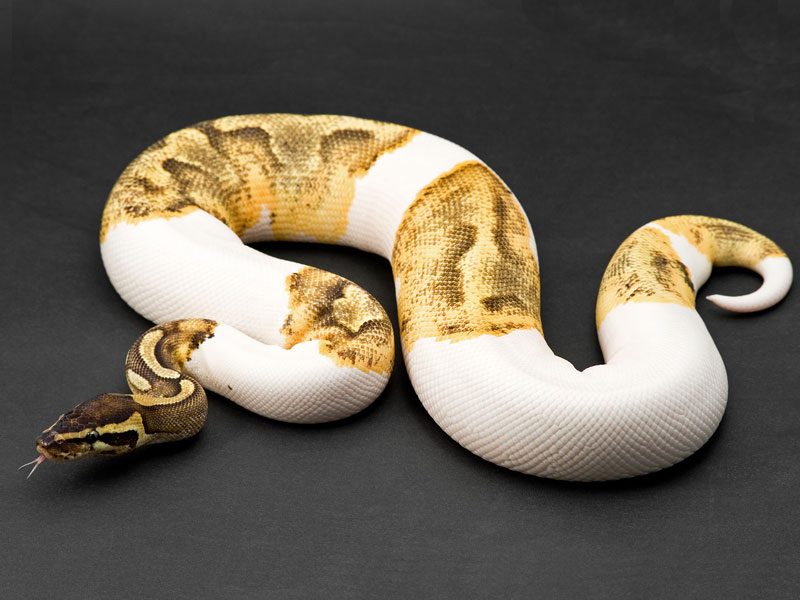 Enchi Lesser Pied