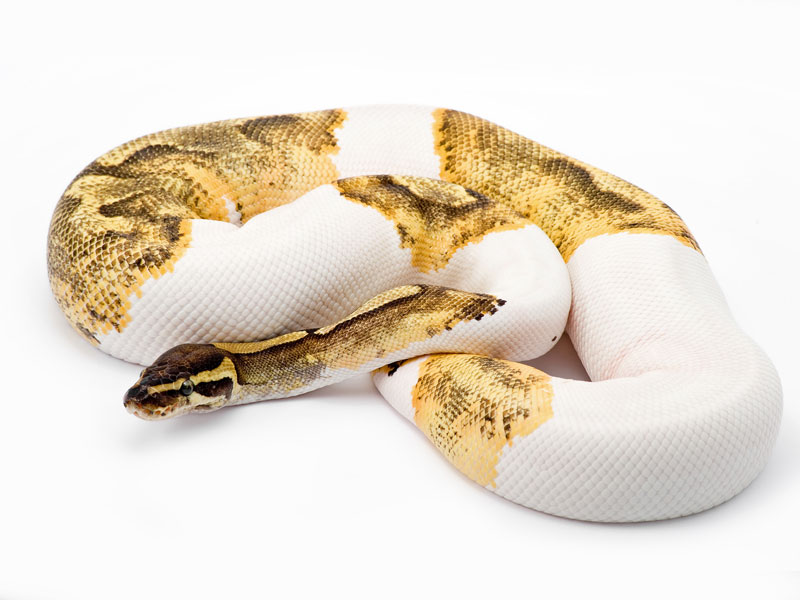 Enchi Lesser Pied