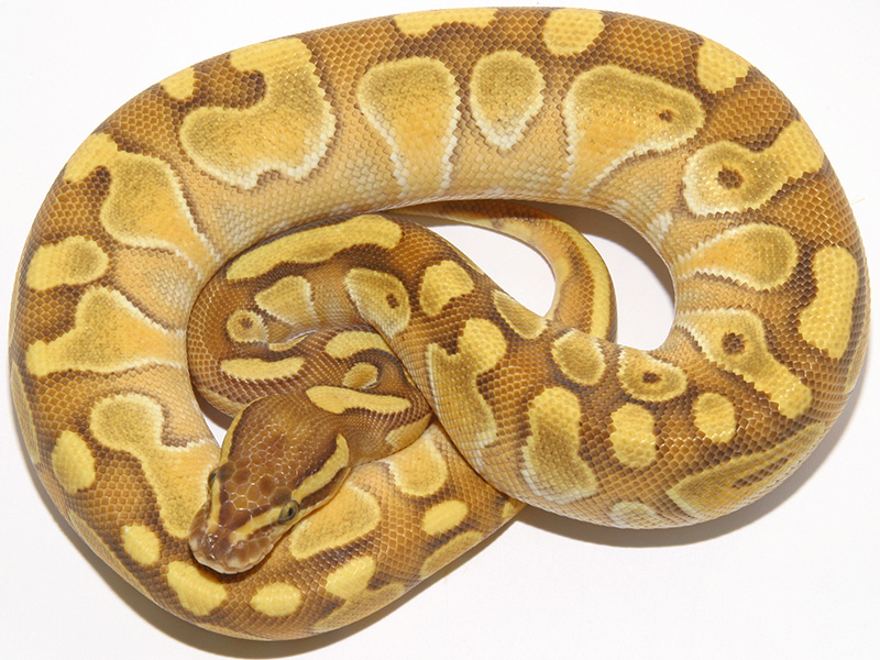 Enchi Lesser Specter