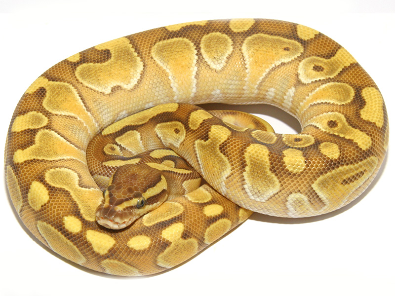 Enchi Lesser Specter