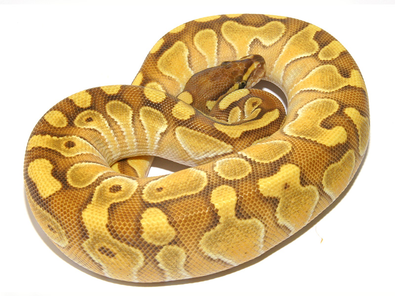 Enchi Lesser Specter