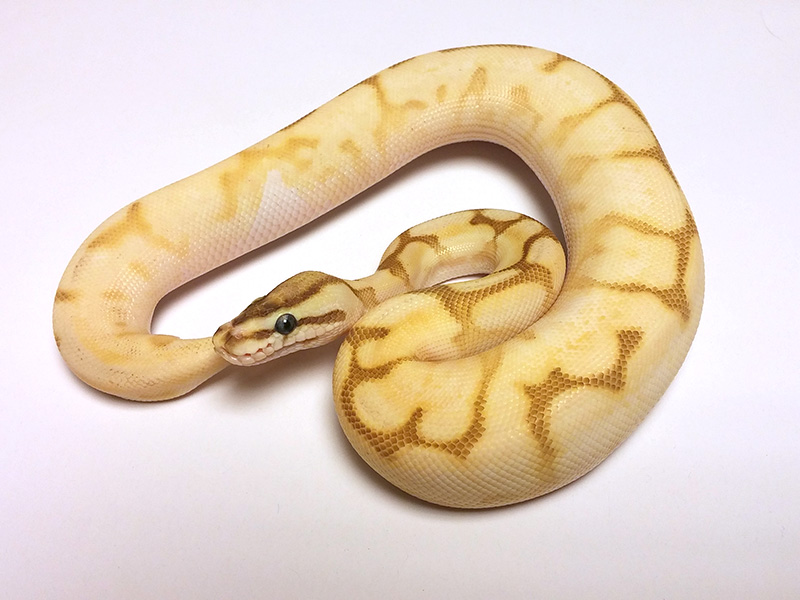 Enchi Lesser Spider Yellow Belly