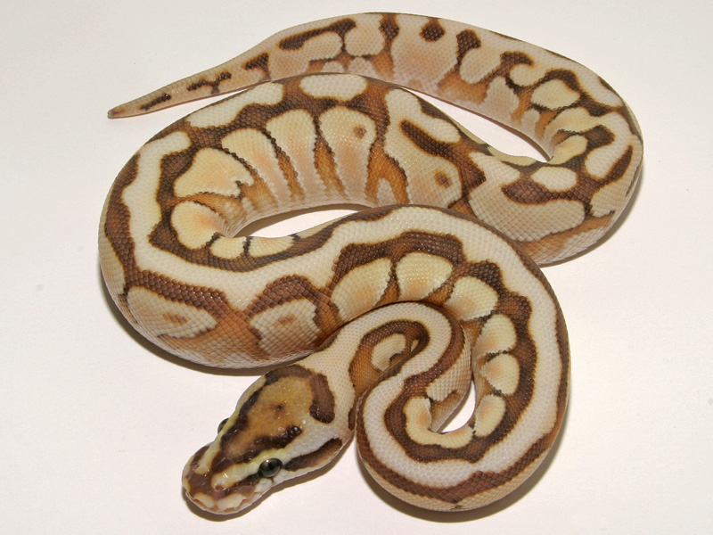 Enchi Lesser Spotnose