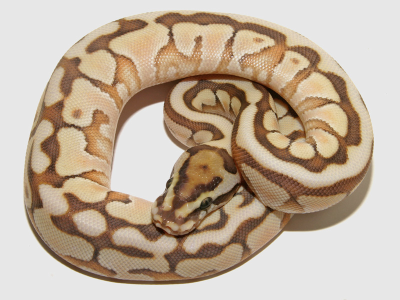 Enchi Lesser Spotnose