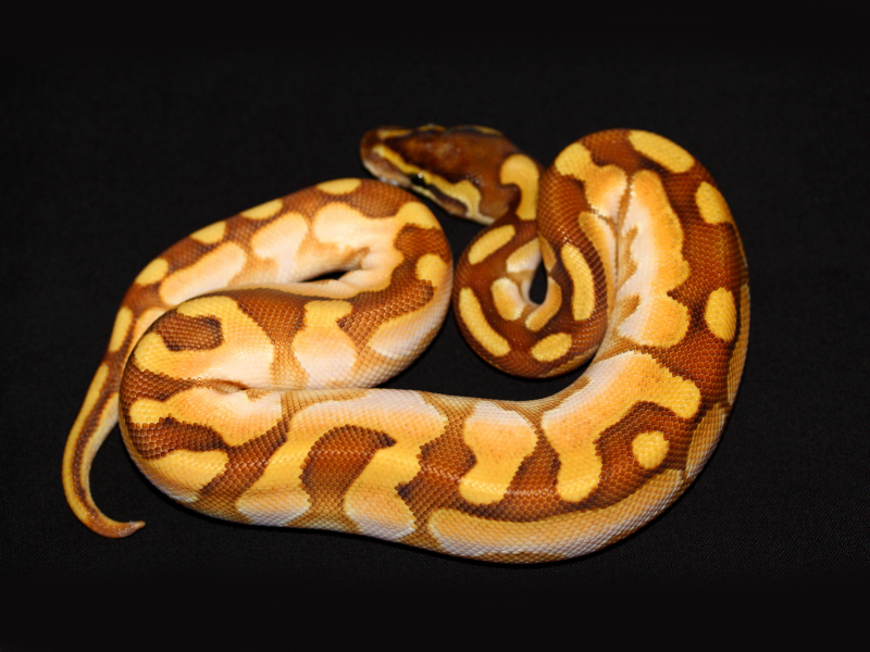 Enchi Lesser Sugar