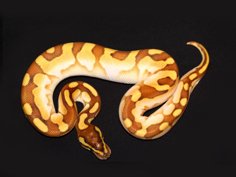 Enchi Lesser Sugar